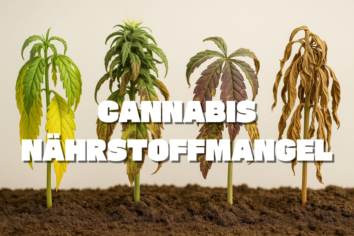 Cannabispflanzen mit sichtbarem Nährstoffmangel in verschiedenen Stadien: gelbe Blätter, Verfärbungen, Welke und vertrocknete Pflanze – Schriftzug 'Cannabis Nährstoffmangel' im Vordergrund