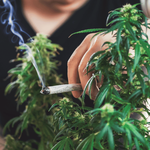 Cannabispflanze im Vordergrund mit einer Frau die einen Joint raucht.