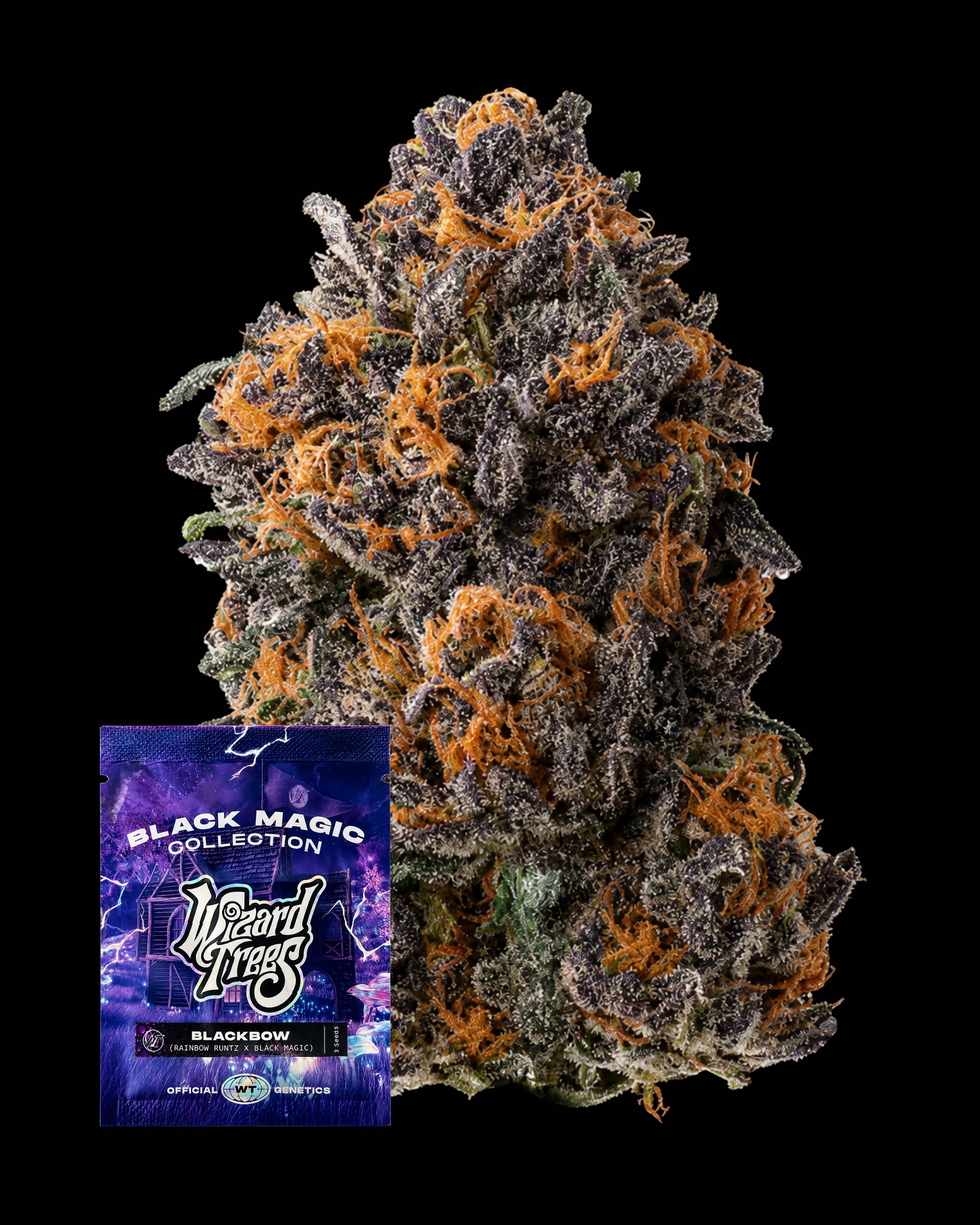Black Bow – THC-Seeds | Wizard Trees