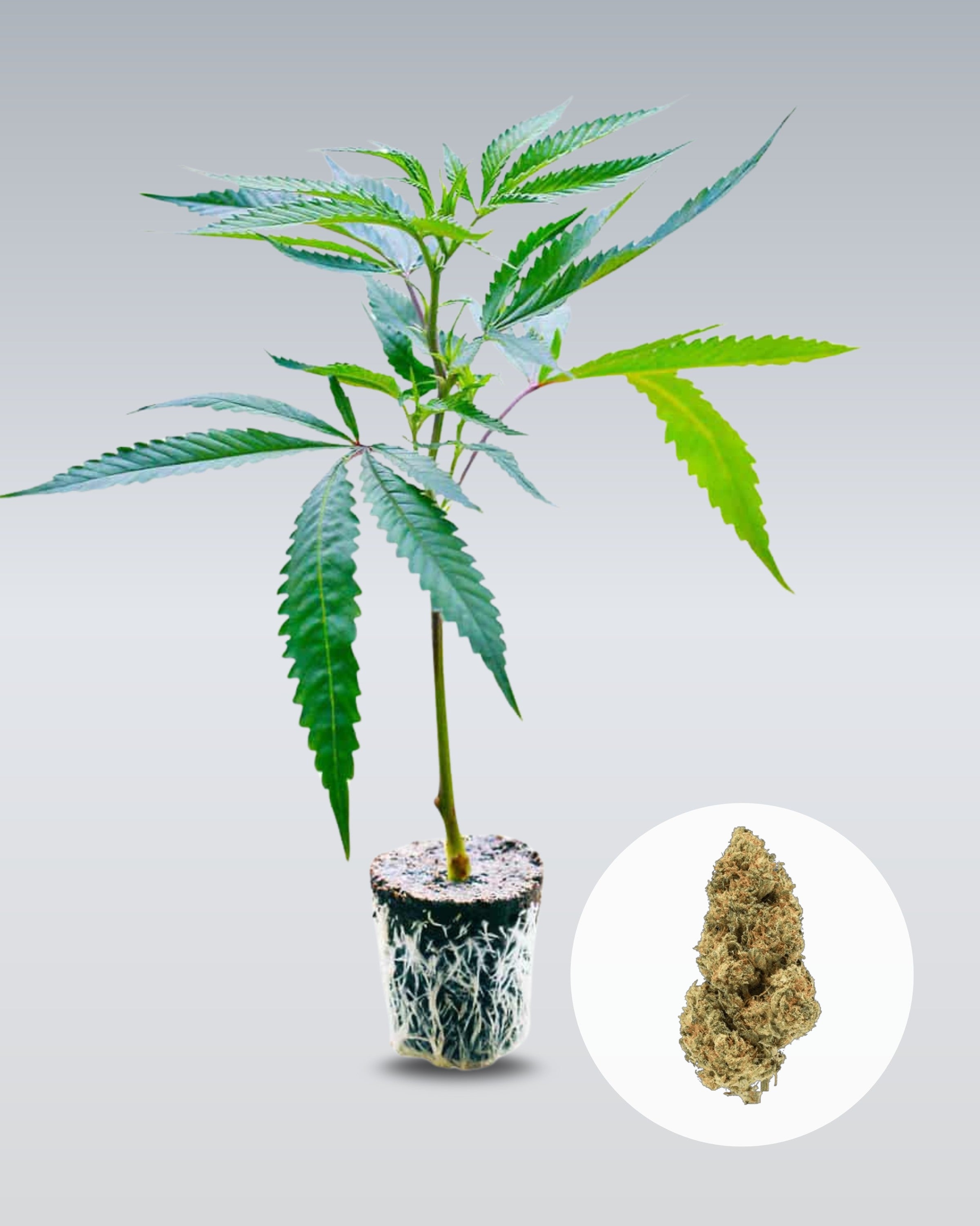 Blue Zushi - THC Stecklinge