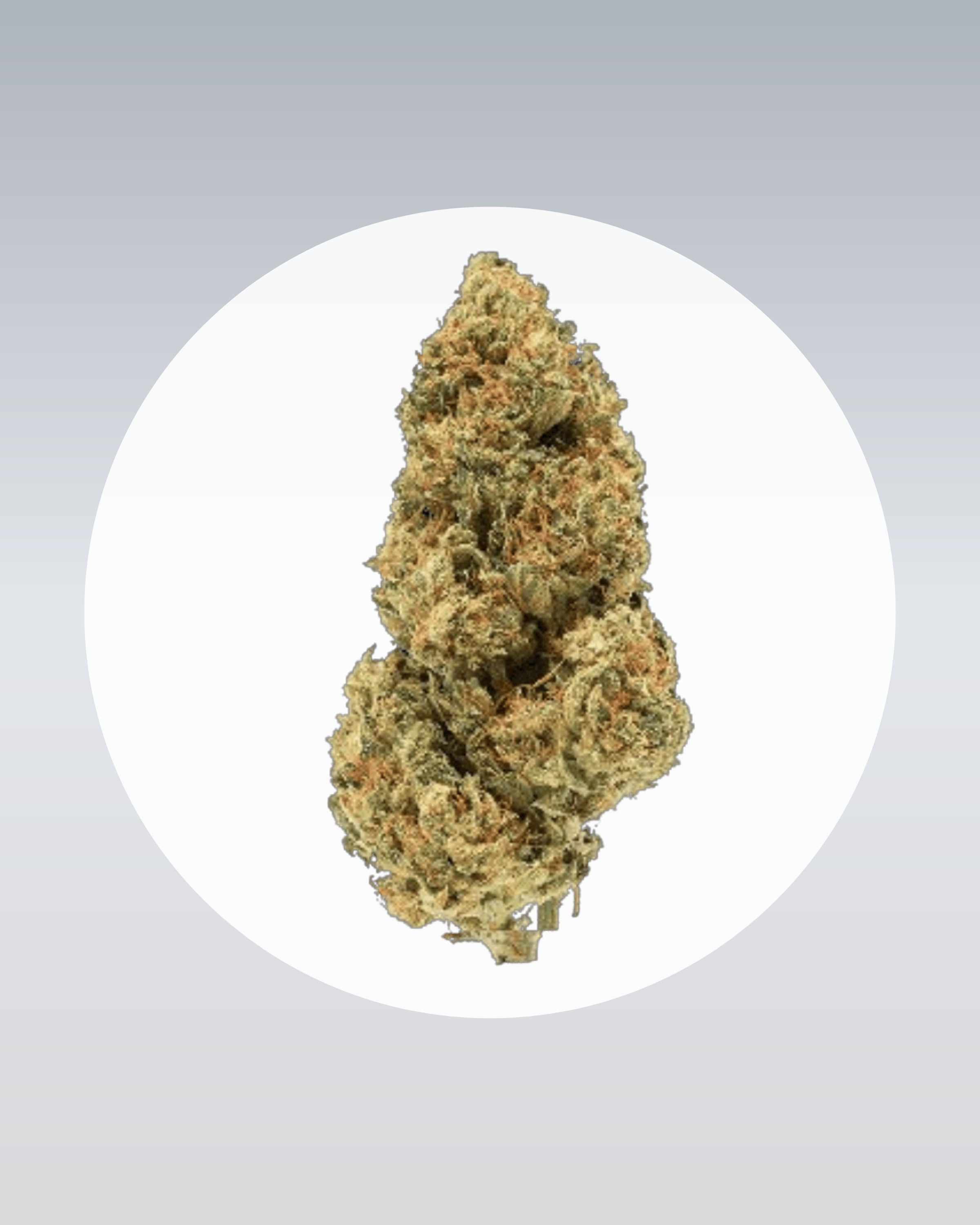 Blue Zushi - THC Stecklinge