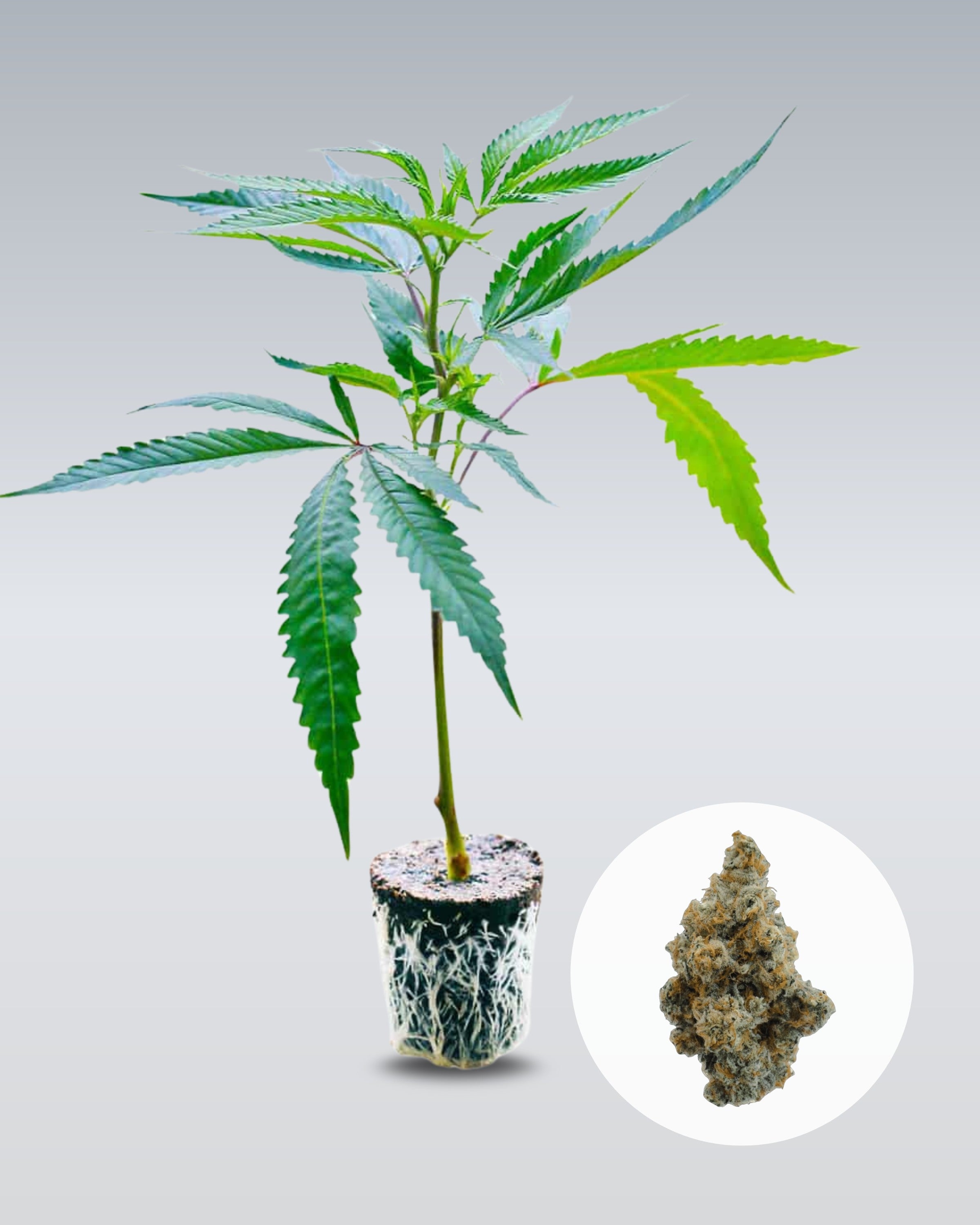 Wappa - THC Stecklinge