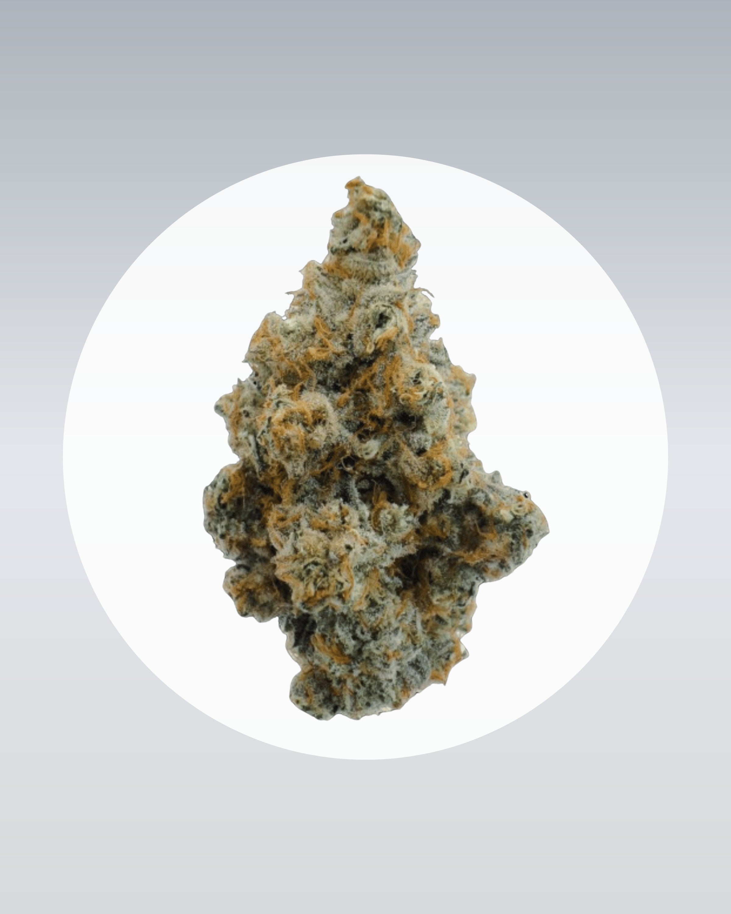 Wappa - THC Stecklinge