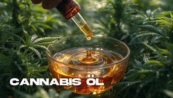 Hochwertiges CBD-Öl wird mit einer Glaspipette in eine Schale geträufelt; realistische Szene inmitten einer grünen Cannabis-Plantage bei natürlichem Sonnenlicht.