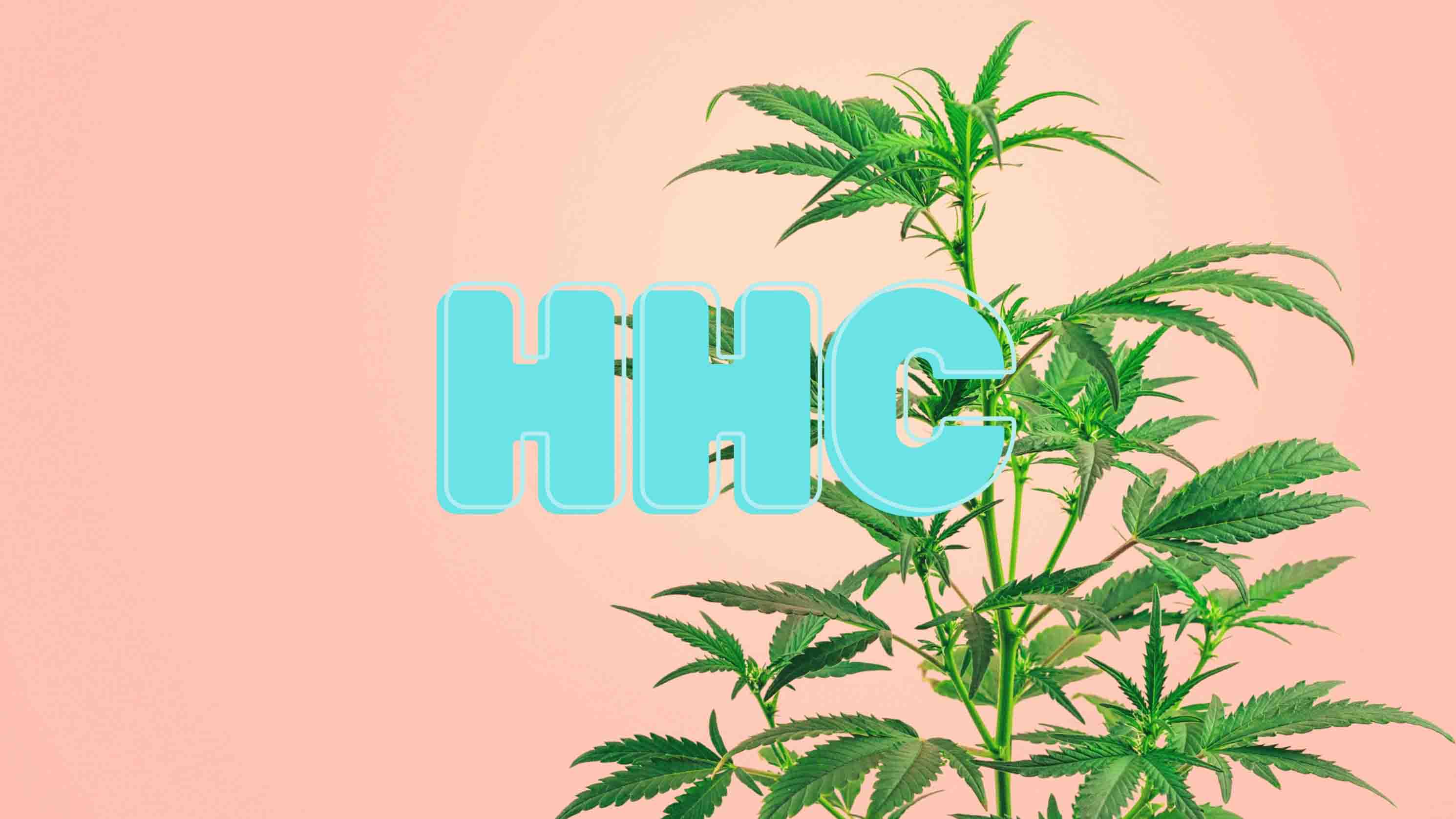 Cannabispflanze mit der Überschrift "HHC"