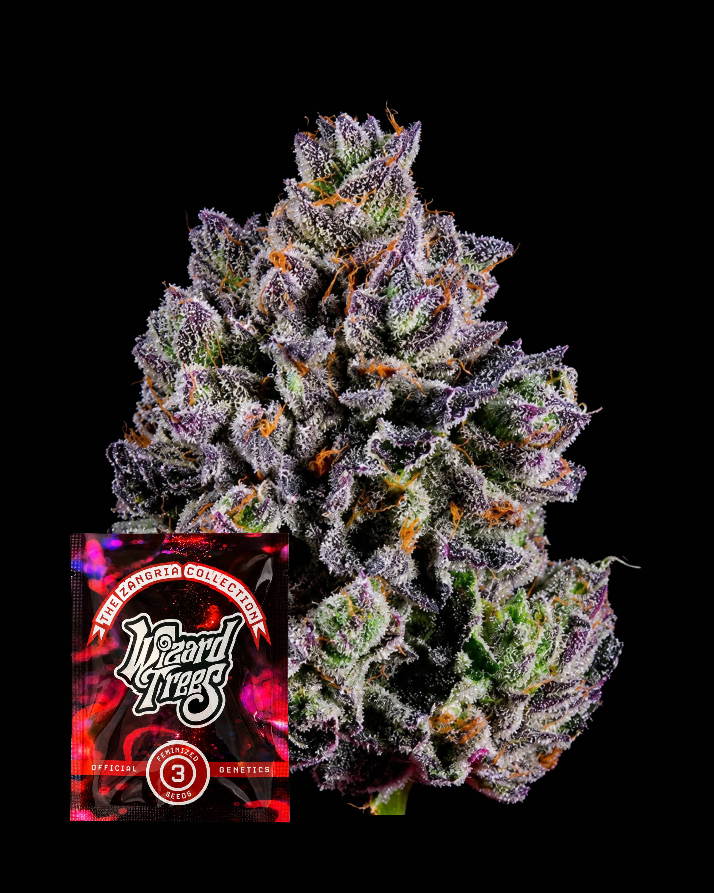 Big Z – THC-Seeds | Wizard Trees
