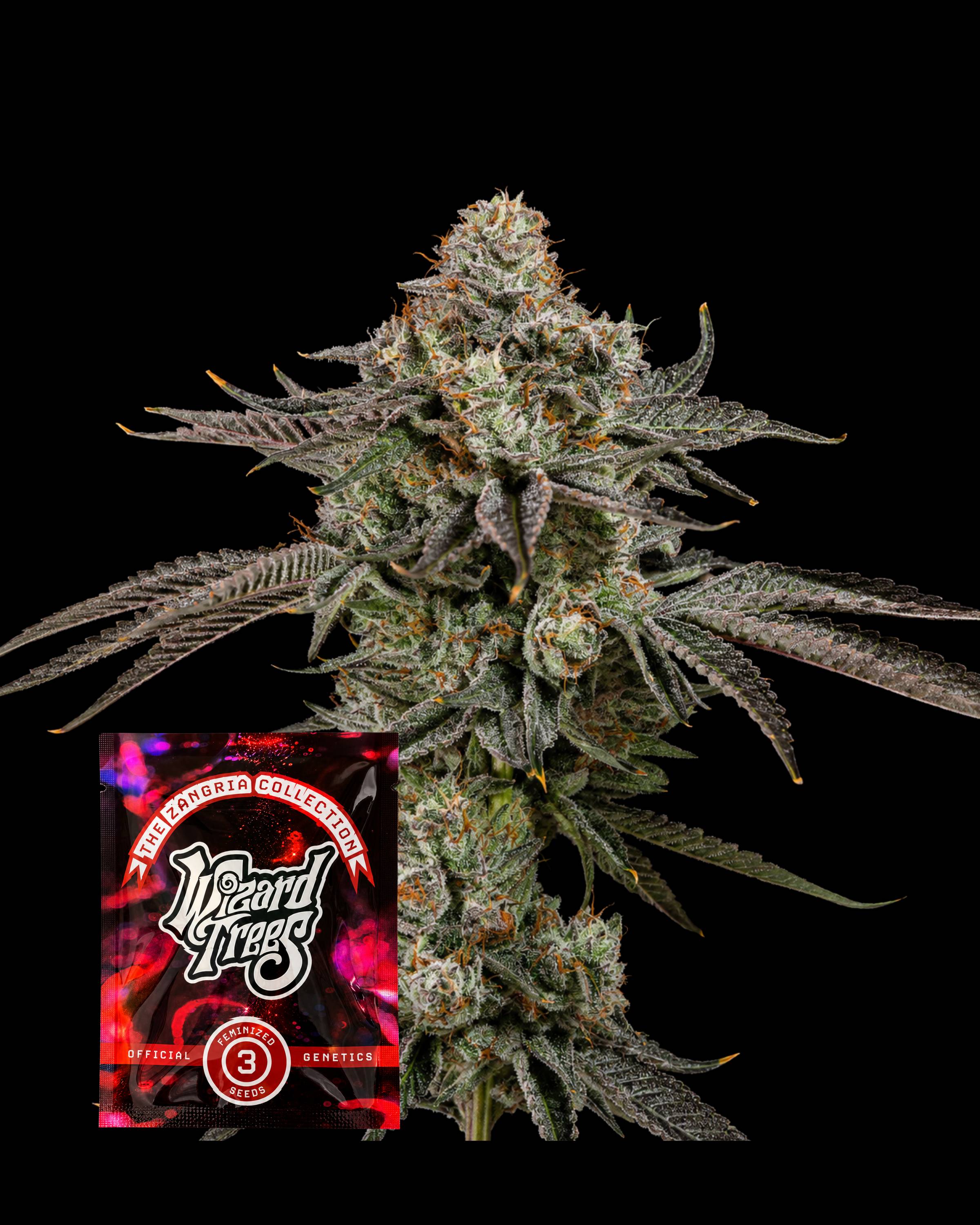 Gas Gimlet – THC-Seeds | Wizard Trees