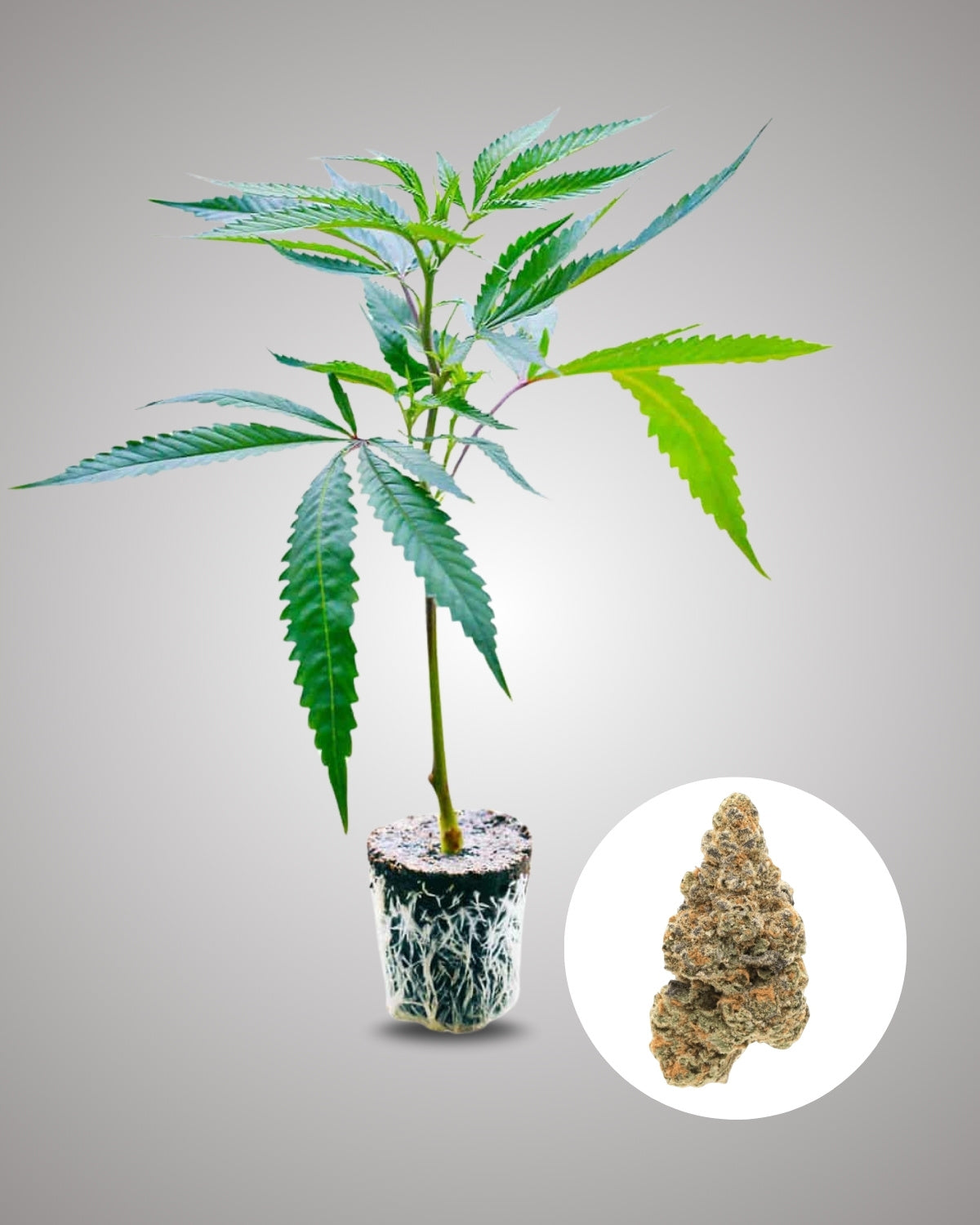 Girl Scout Cookies - THC Stecklinge