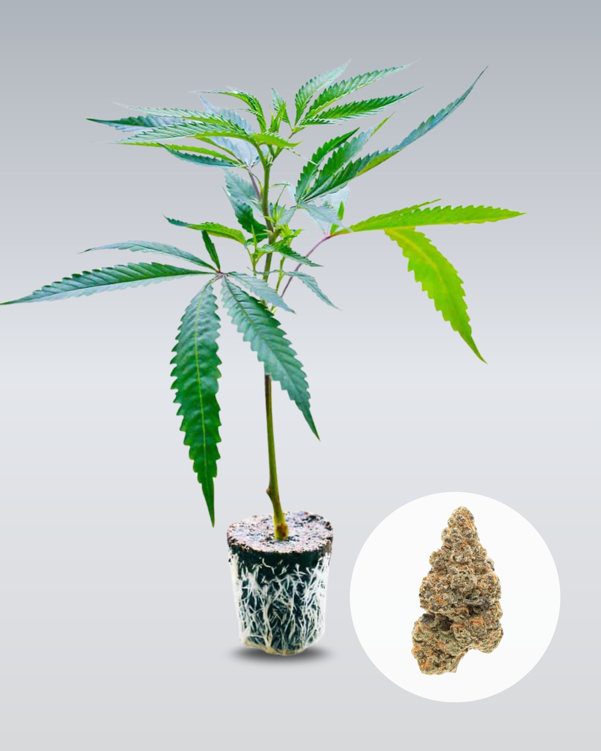 Girl Scout Cookies - THC Stecklinge