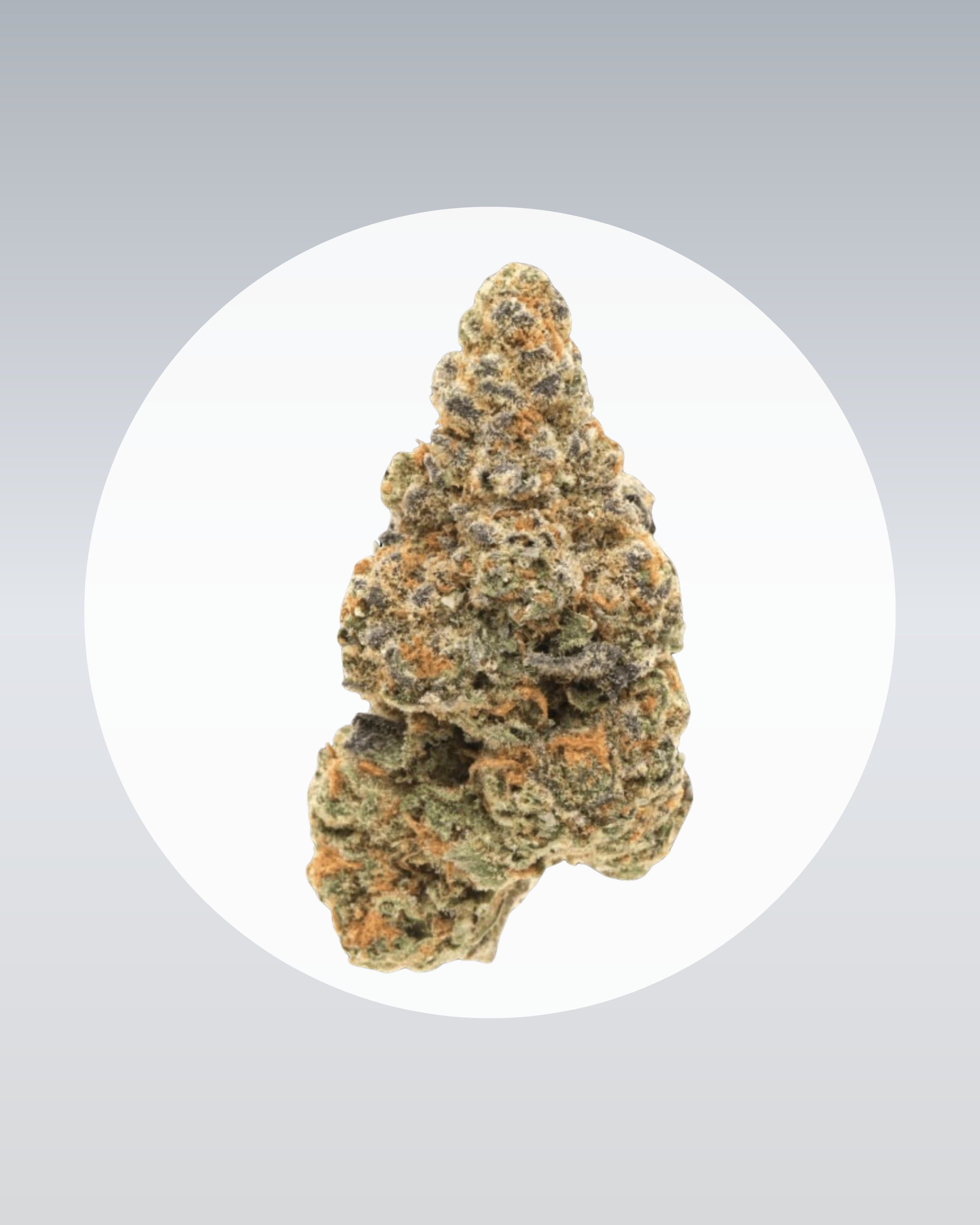 Girl Scout Cookies - THC Stecklinge