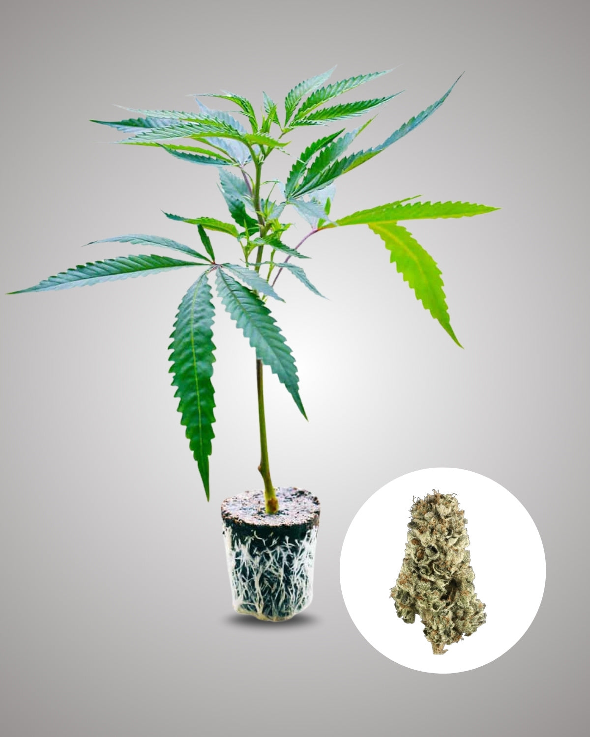 LSD - THC Stecklinge