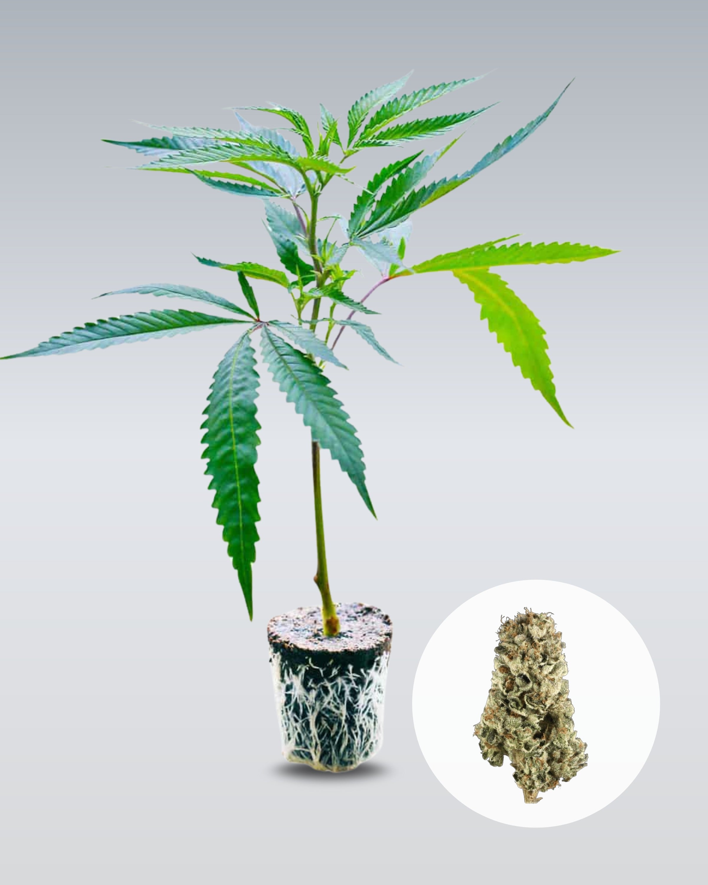 LSD - THC Stecklinge