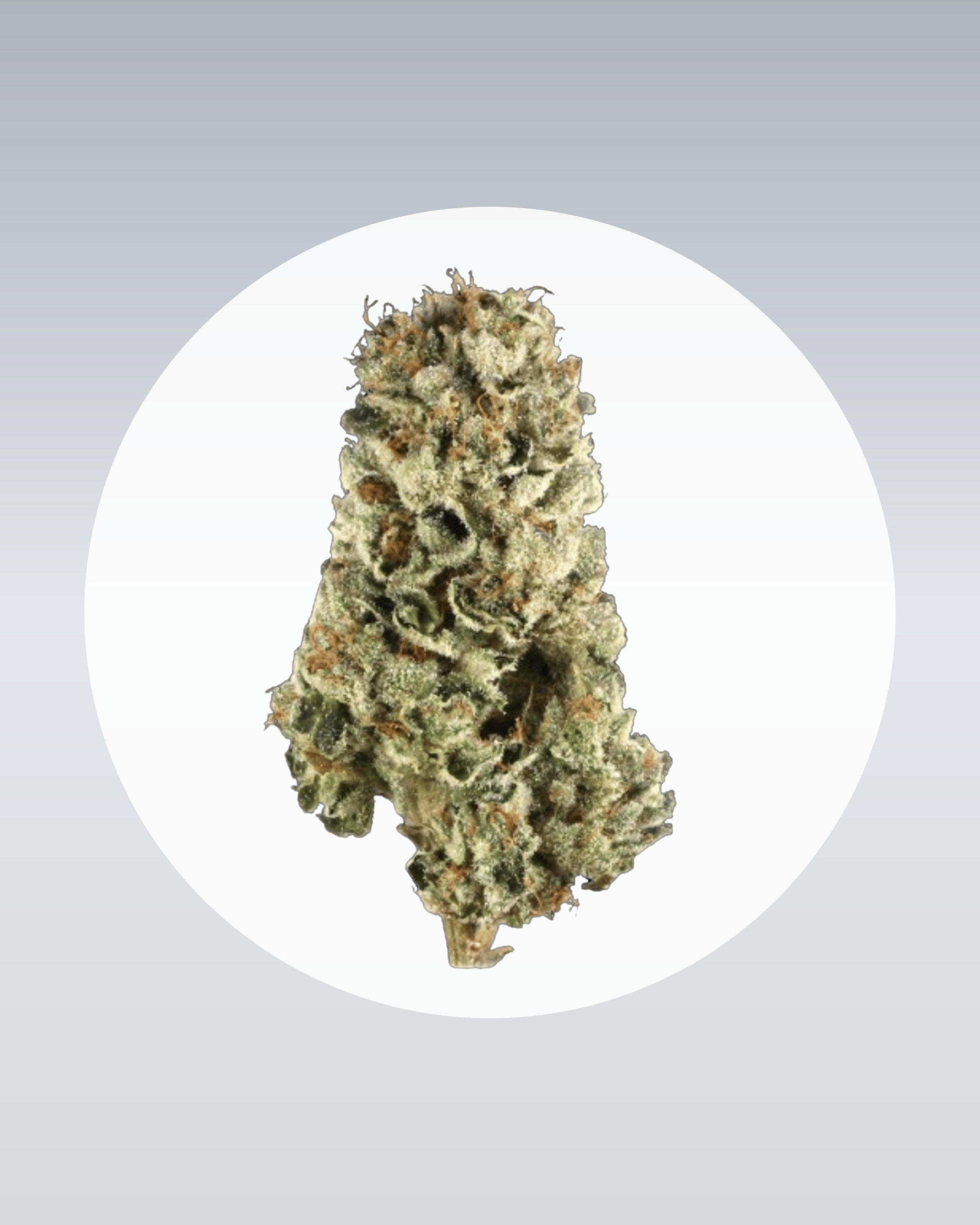 LSD - THC Stecklinge