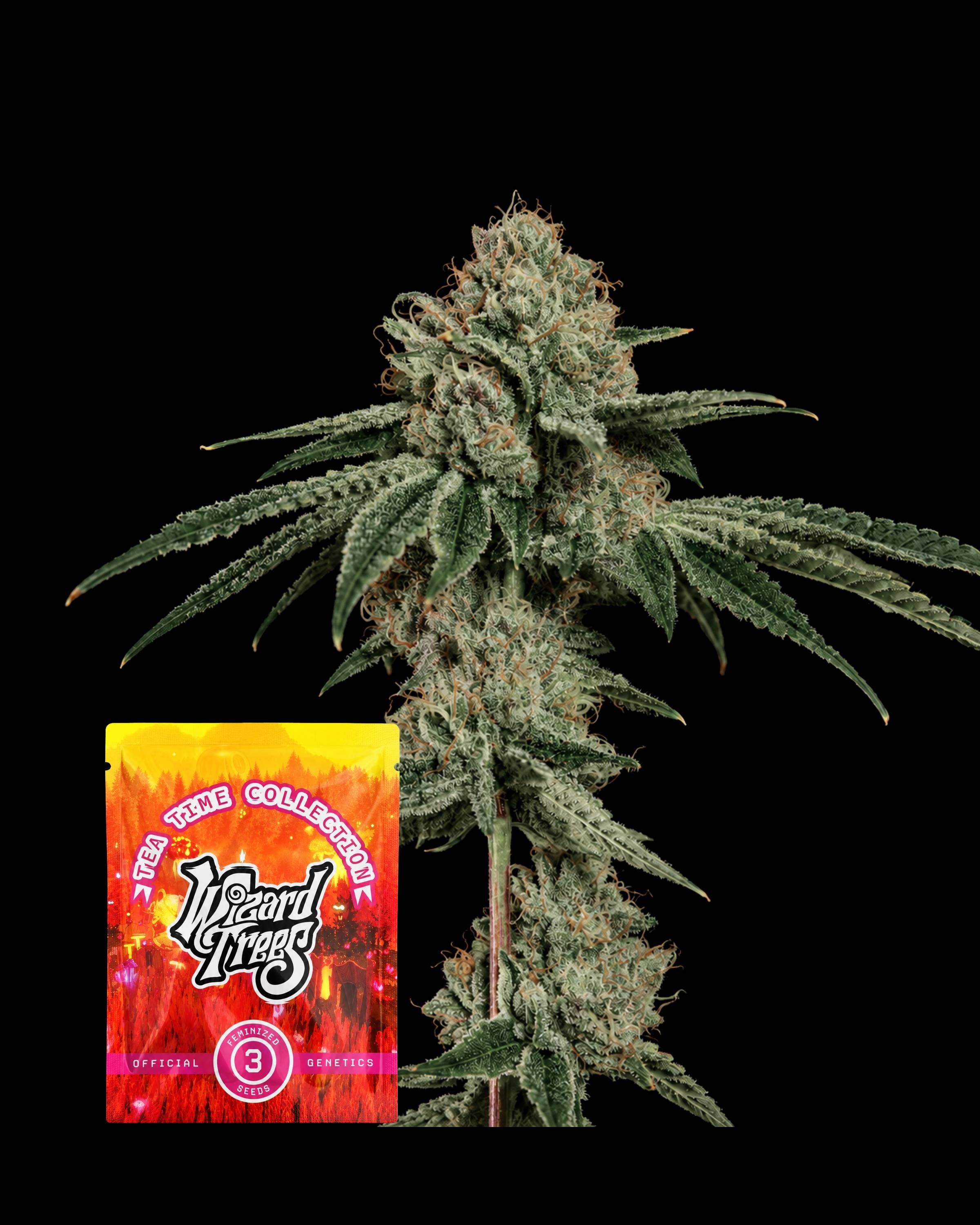 OG Hour – THC-Seeds | Wizard Trees