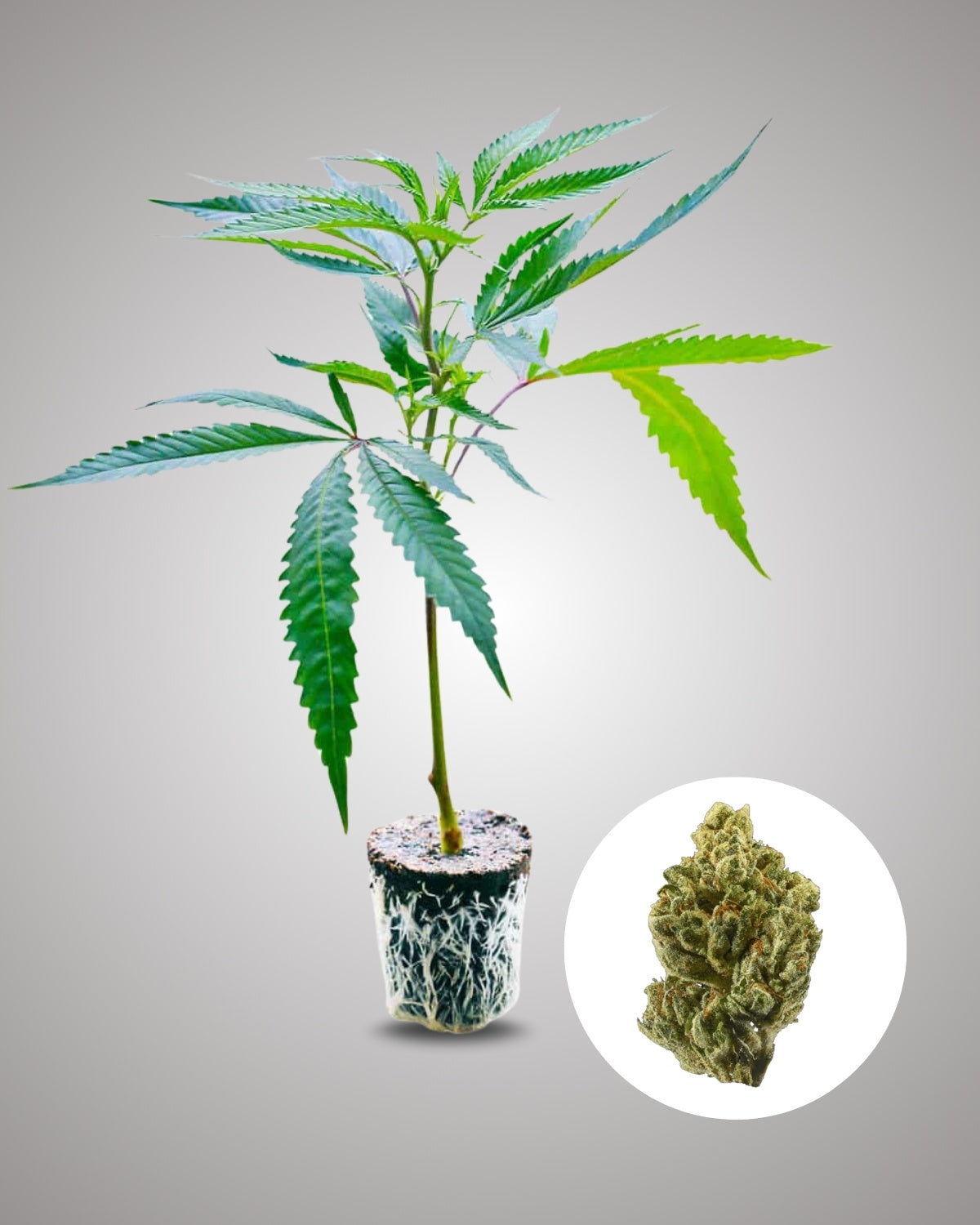OG Kush - THC Stecklinge