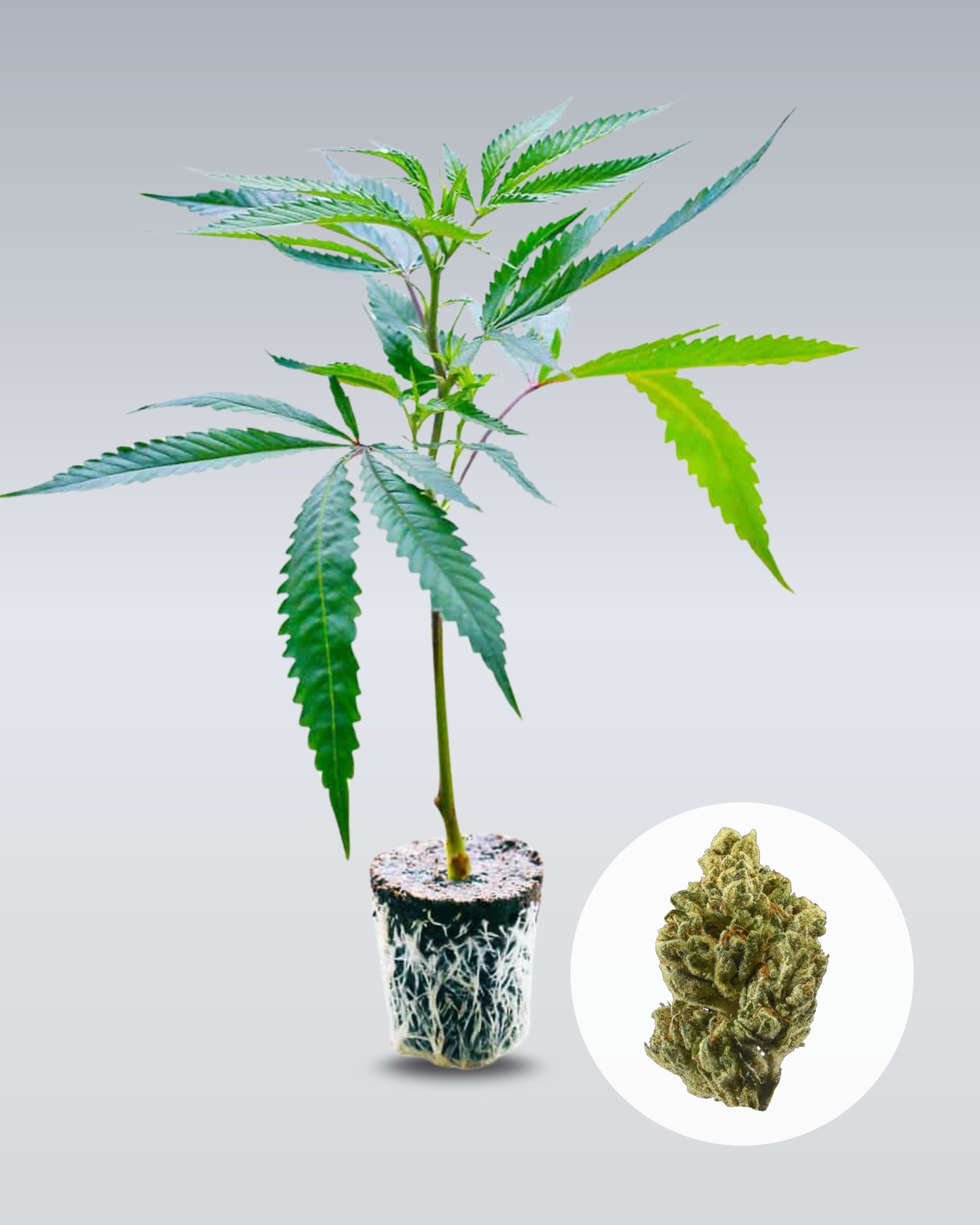 OG Kush - THC Stecklinge