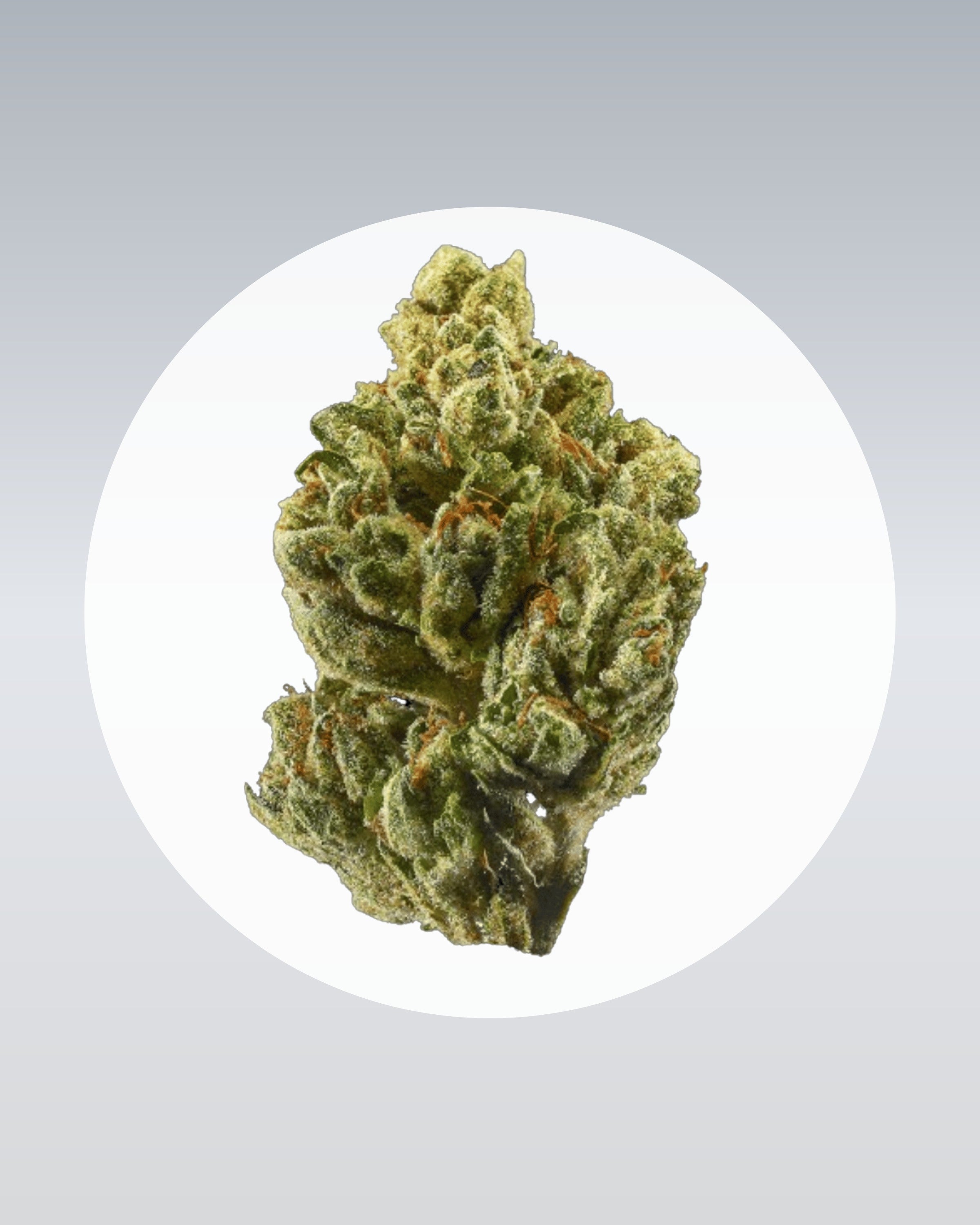 OG Kush - THC Stecklinge