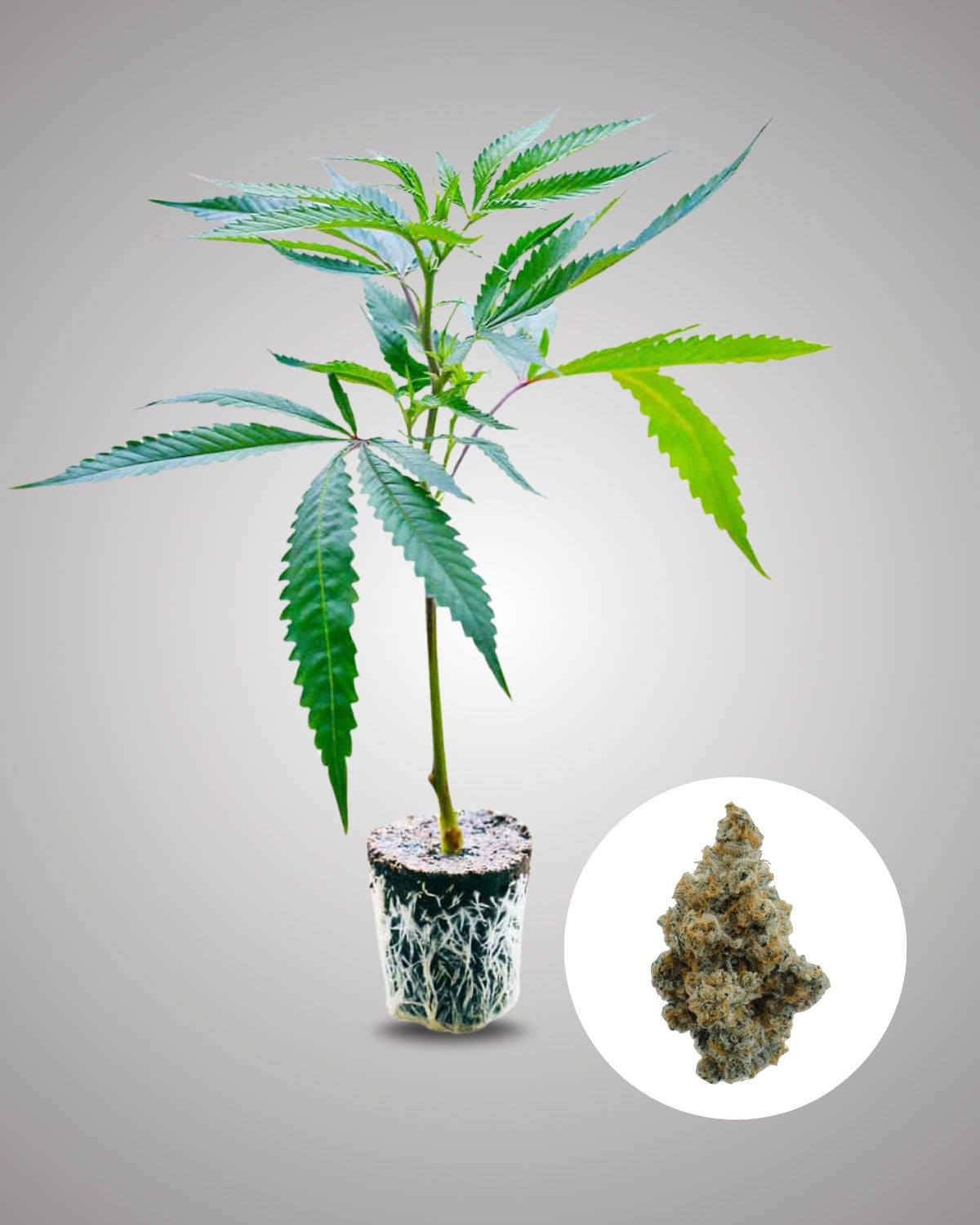 Wappa - THC Stecklinge