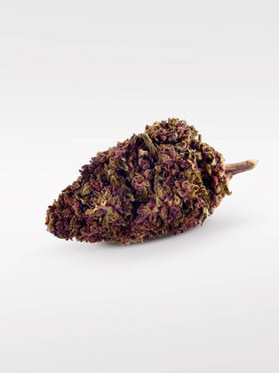 Purple Kinky Kush - Superior Blüte 40% - OnlyGrams